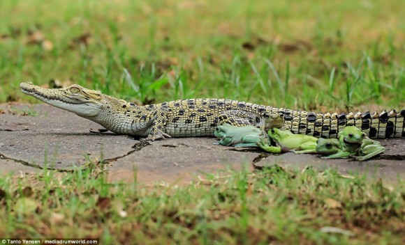 ワニ カエル エグザイル ワニを乗りこなすカエル集団が激写される インドネシア 追記アリ カラパイア ワニ カエル エグザイル ワニを乗りこなすカエル集団が激写される インドネシア 追記アリ カラパイア