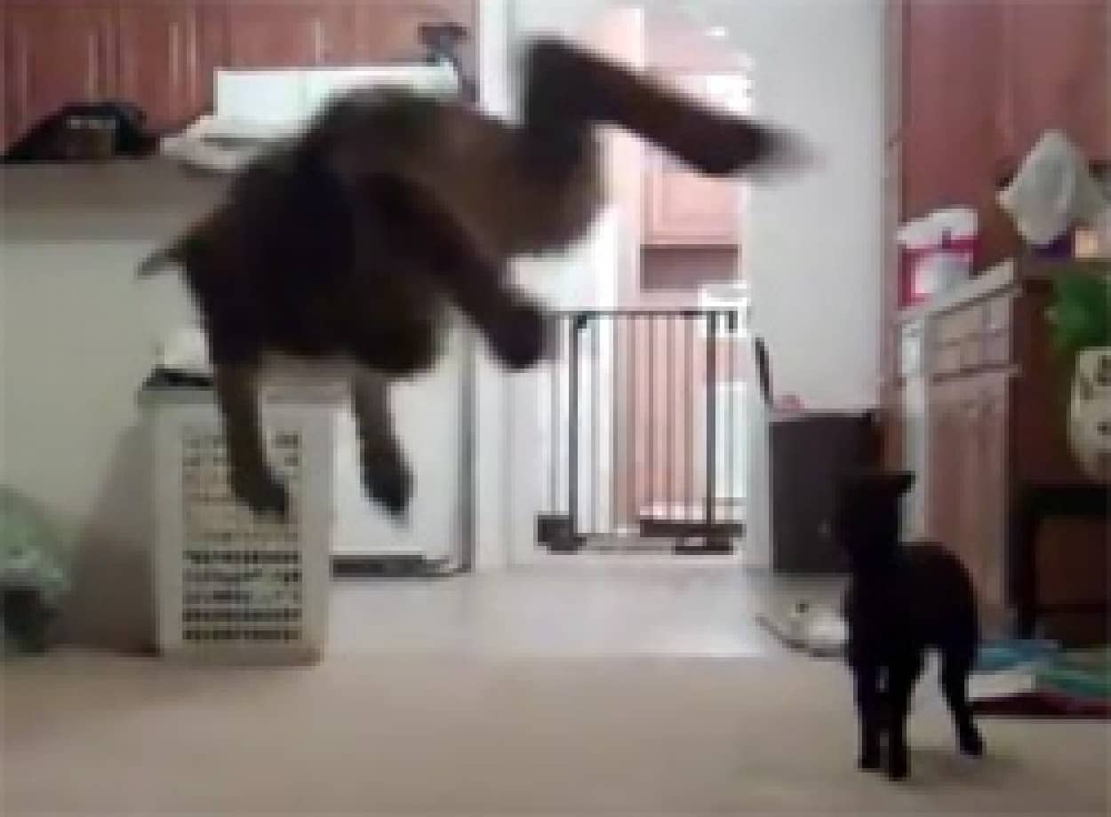 なんともかわいい 子羊のびっくりハイジャンプ カラパイア