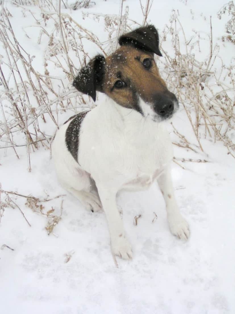 Fox_terrier_smooth_e