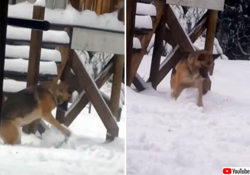 中に人入ってないだと 雪を転がし雪玉を作れる犬 カラパイア
