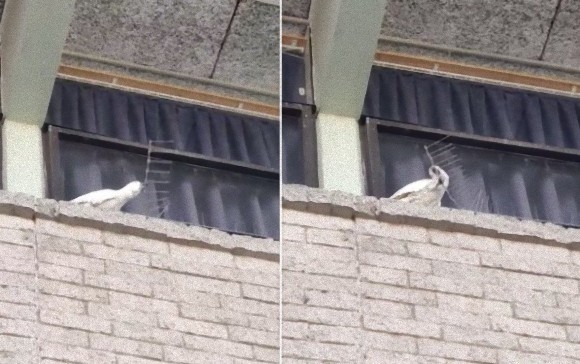 こんなもの、こうしてくれる！鳥よけスパイクを剥がしまくる暴挙に出たオウム（オーストラリア）