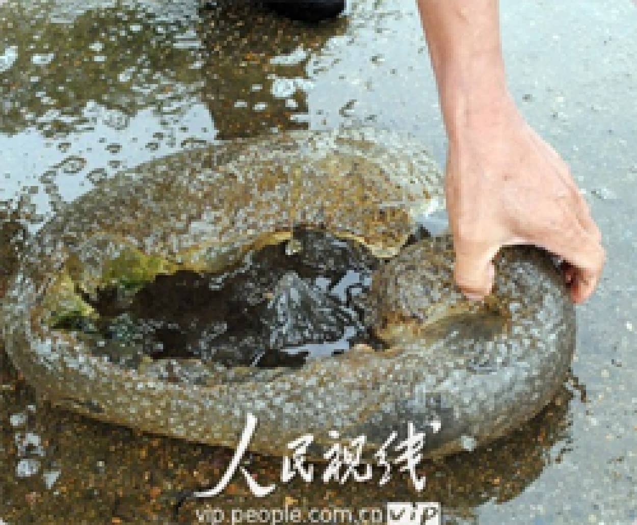 謎生物