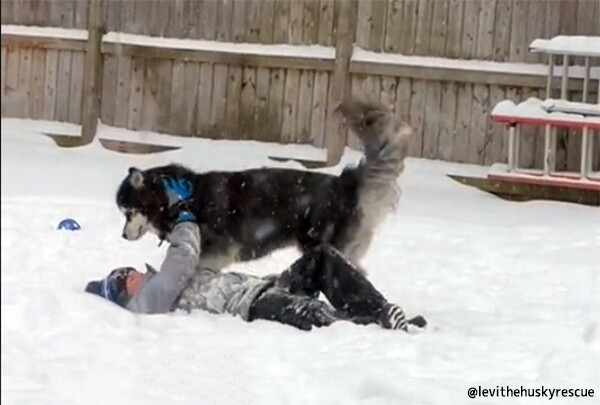 雪の中ハスキー犬が待っていたのは隣に住む少年だった。仲良く一緒に遊ぶ尊い友情