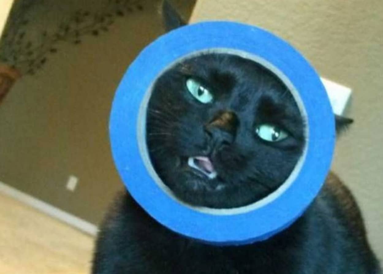 猫氏 自ら罠にはまる 何かにはまってさあ大変な猫たちの画像集 カラパイア 猫氏 自ら罠にはまる 何かにはまってさあ大変な猫たちの画像集 カラパイア