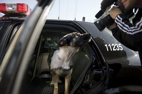 police_20