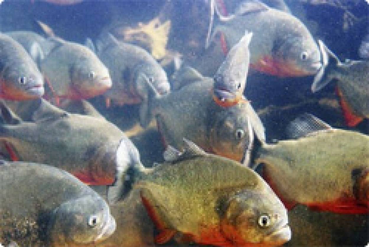 ピラニアには高度のコミュニケーション能力があることが判明 うなる 吠える 歯噛みする で怒りを表現 カラパイア