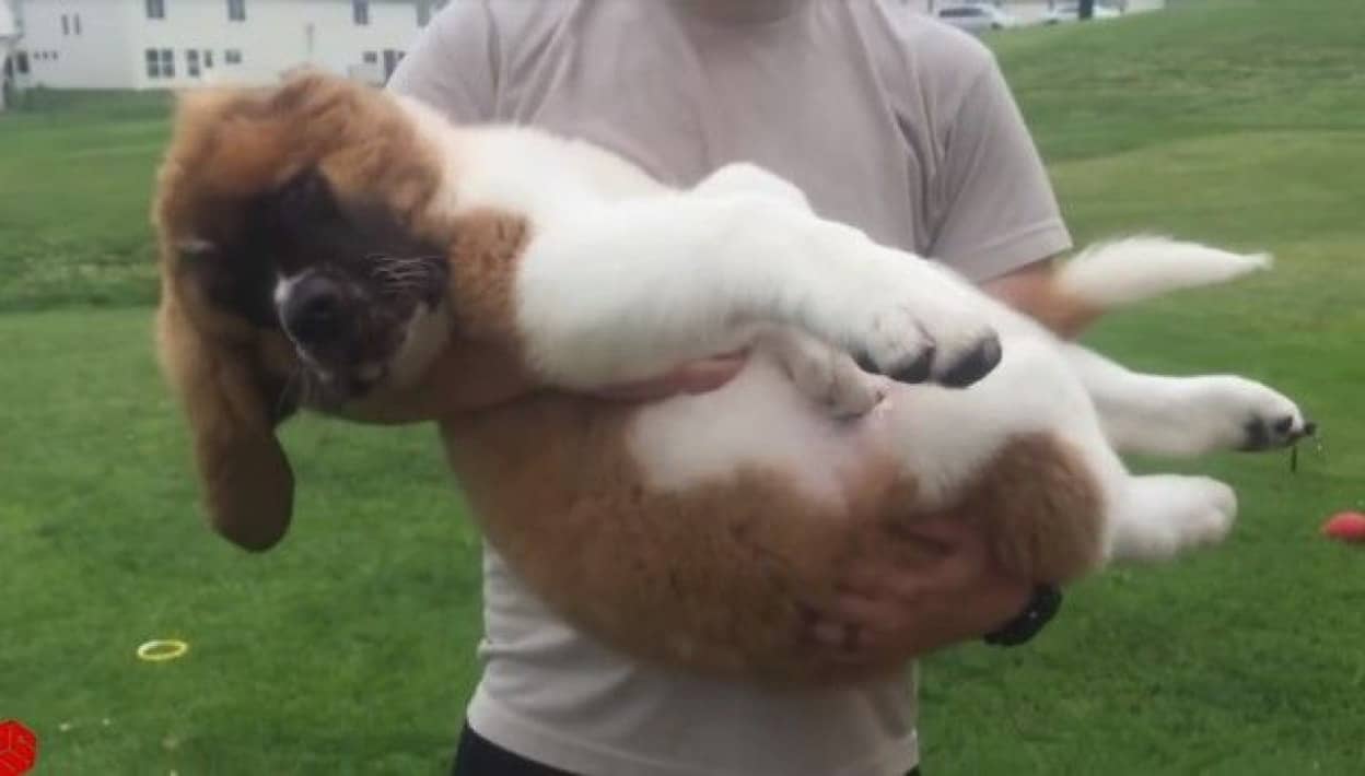重たい でかい でも愛情があればきっと平気 飼い主に抱っこされたい犬たち総集編 カラパイア 重たい でかい でも愛情があればきっと平気 飼い主に抱っこされたい犬たち総集編 カラパイア