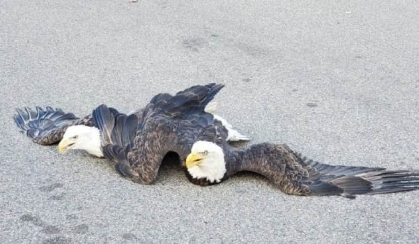 eagle fight_e