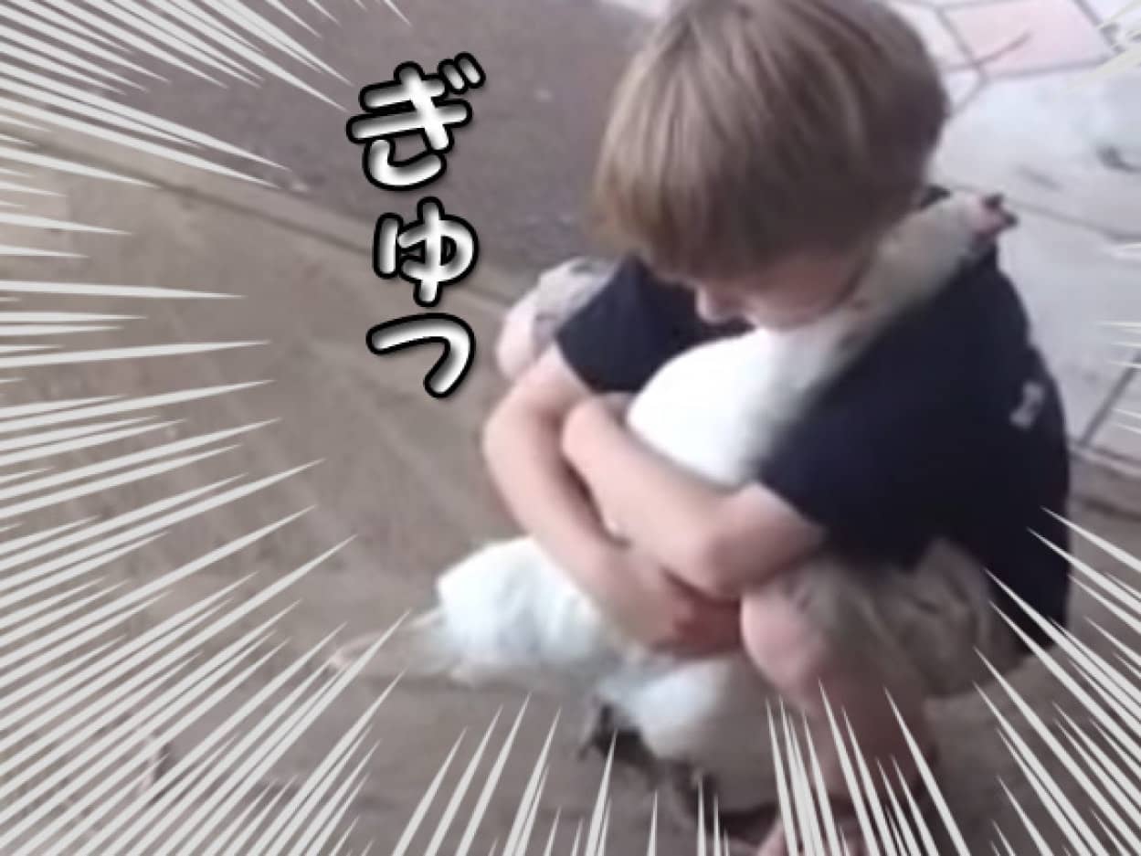 ほのぼのきゅん案件 男の子とニワトリがギュって抱き合うかわいさよ カラパイア ほのぼのきゅん案件 男の子とニワトリがギュって抱き合うかわいさよ カラパイア