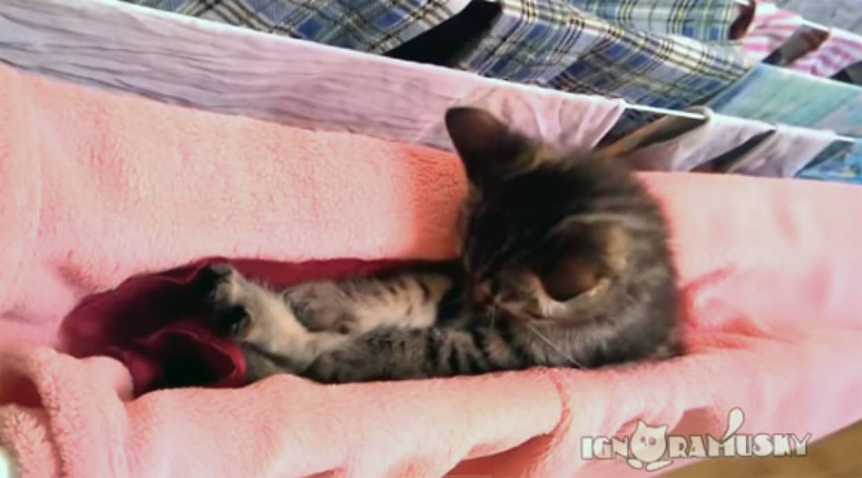 猫の寝落ちはここまでバリエーションが 猫の面白寝姿動画総集編 カラパイア 猫の寝落ちはここまでバリエーションが 猫の面白寝姿動画総集編 カラパイア
