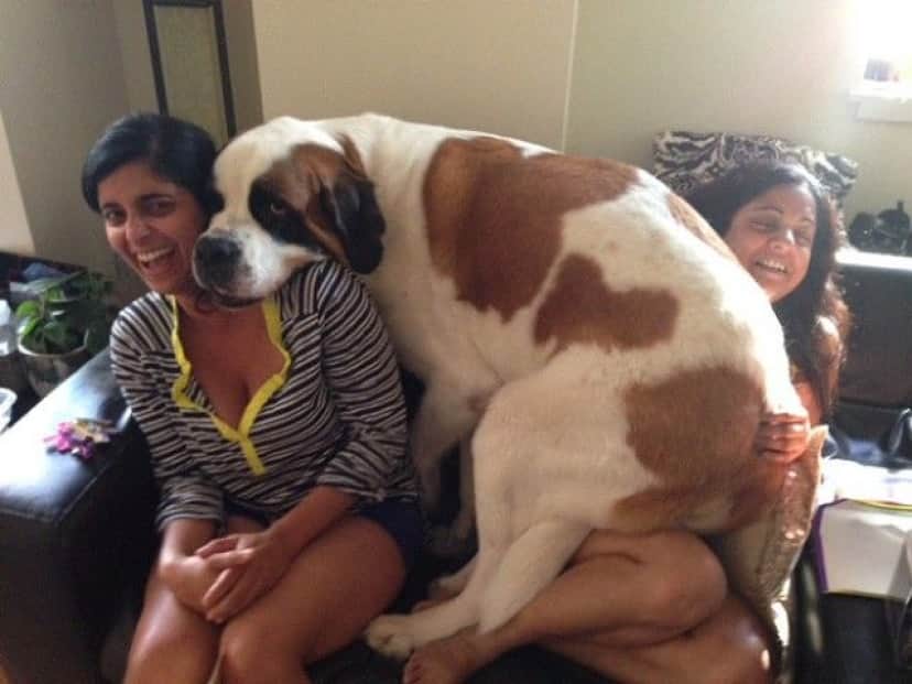 big-puppy10_e