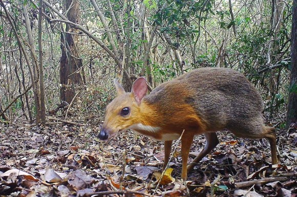 小さなあの子は生きていた！絶滅したと考えられていたマメジカが30年ぶりに姿を現す（ベトナム）