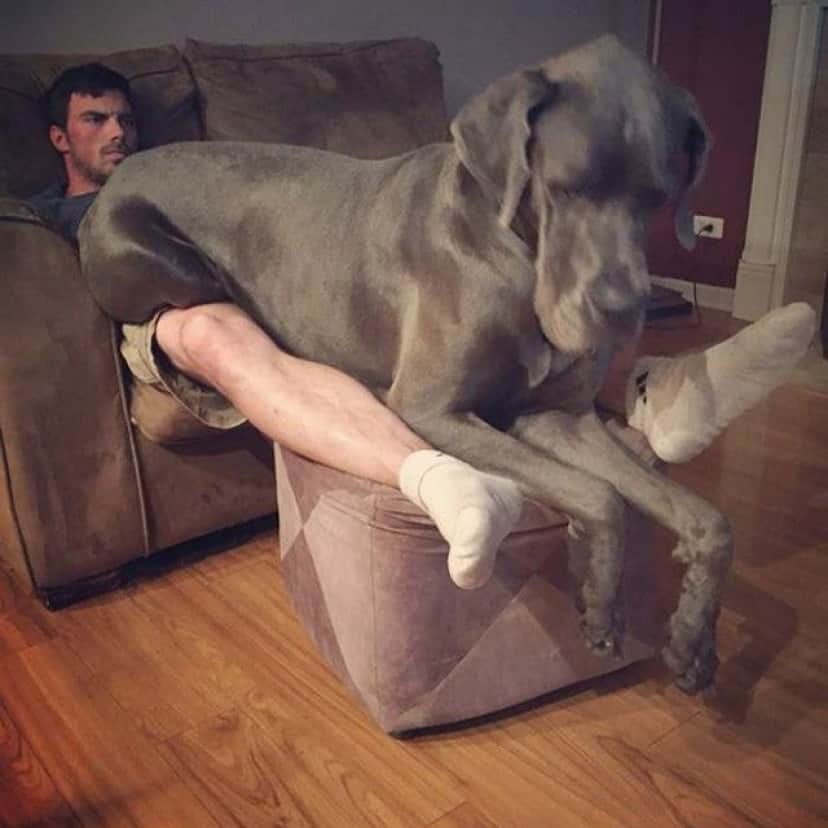 big-puppy13_e