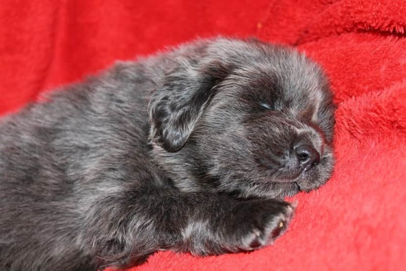 puppy-g85e913cd8_640