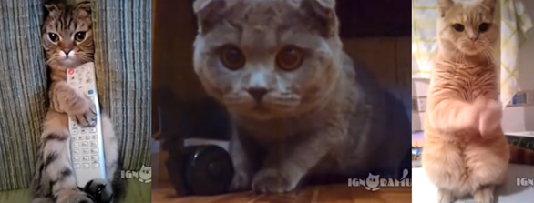 ロシアの面白かわいい猫たちの動画総集編 カラパイア