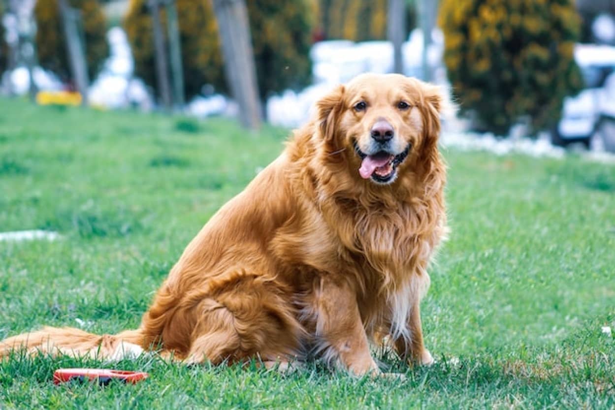 犬、特に大型犬の寿命を伸ばす新薬が承認に近づく