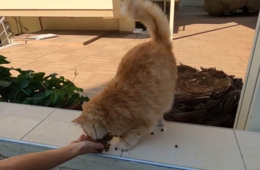 トルコの猫の人懐っこさよ まだ帰らないでと猛烈スリスリを展開中 カラパイア トルコの猫の人懐っこさよ まだ帰らないでと猛烈スリスリを展開中 カラパイア