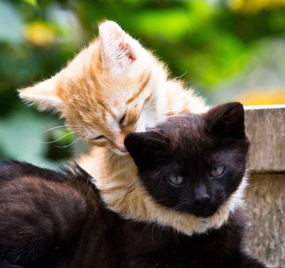 抱っこしてギュってしてころりんこ 心を癒す動物たちのスキンシップ画像 カラパイア