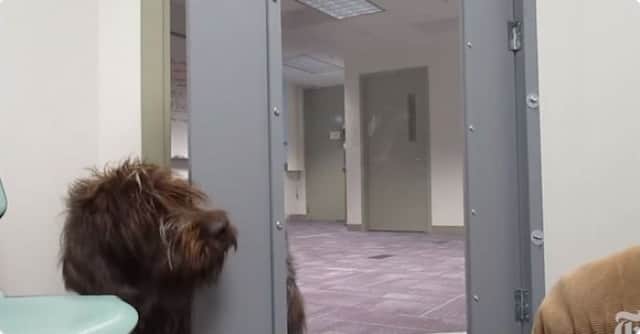 飼い主が窮地に陥っているとき 飼い犬は助けてくれるのだろうか 真剣に行われた科学実験 米研究 カラパイア 飼い主が窮地に陥っているとき 飼い犬は助けてくれるのだろうか 真剣に行われた科学実験 米研究 カラパイア
