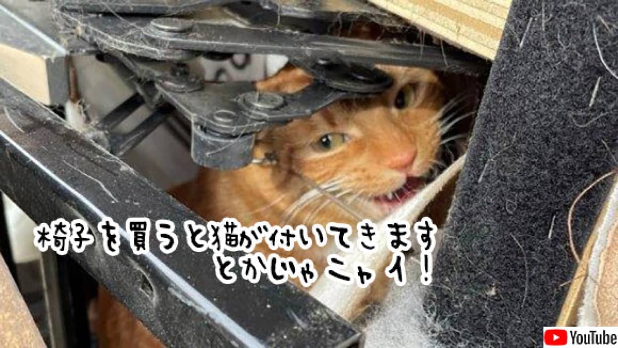 椅子の隙間に潜り込んだ猫