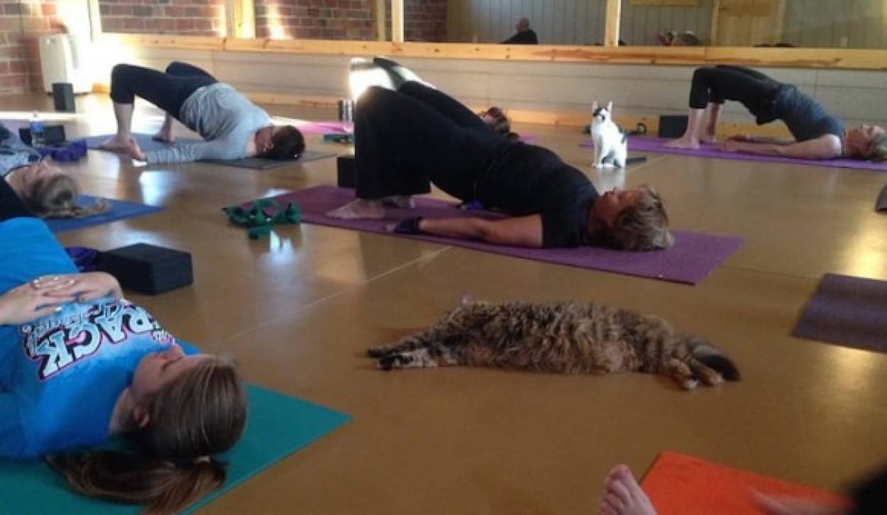 こんなヨガ教室なら通いたい 猫と一緒にヨガができるスクールがオープン 猫たちと相性が合えば飼うこともできる 米イリノイ州 カラパイア