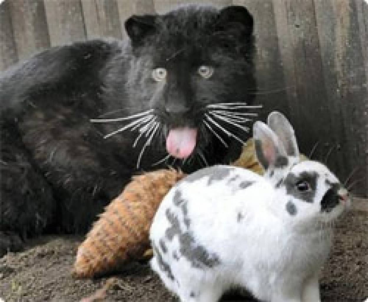 もうさびしくないよ 黒ヒョウの唯一無二のともだちはウサギお姉さん ドイツ カラパイア もうさびしくないよ 黒ヒョウの唯一無二のともだちはウサギお姉さん ドイツ カラパイア