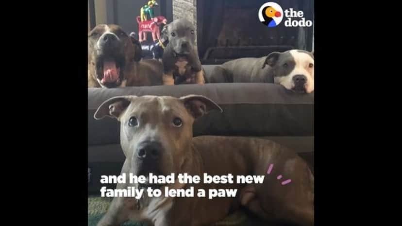 pitbulls
