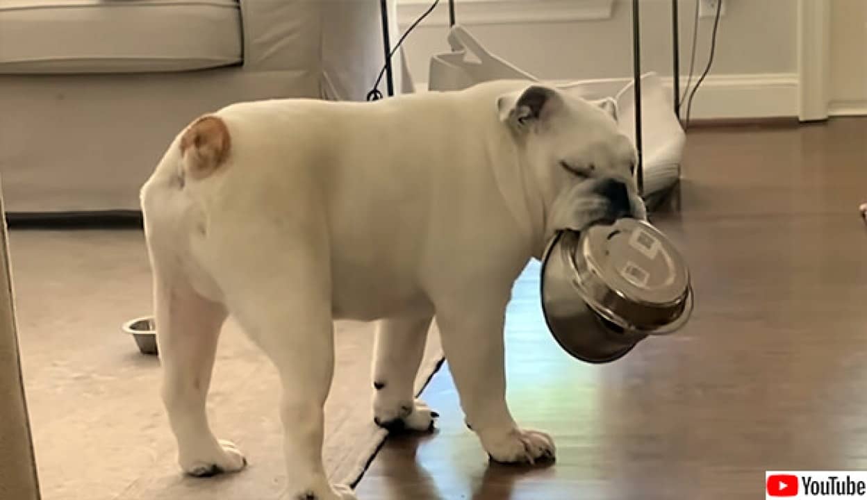 ステンレス製のボウルをこよなく愛するブルドッグ