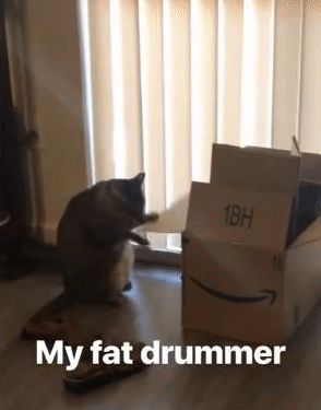 魂のリズムに酔いしれろ ダンボールを小気味よく叩く猫のドラマー ドラムはamazonの段ボール カラパイア