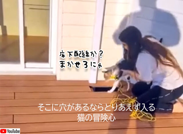 穴？やってやんよ？猫の冒険心を利用した床下配線法