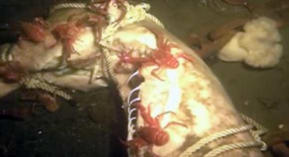 海の中で死体はどのように分解されていくのか カナダ研究 カラパイア 海の中で死体はどのように分解されていくのか カナダ研究 カラパイア