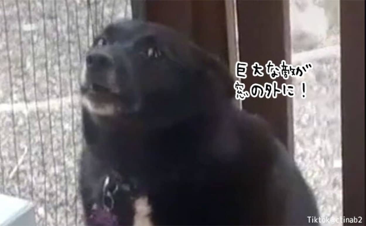 犬が一晩中吠えていた理由