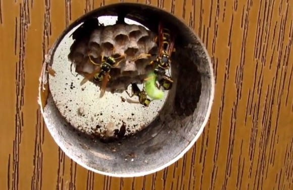 bee5_e