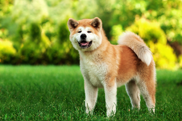 iStock-588622984