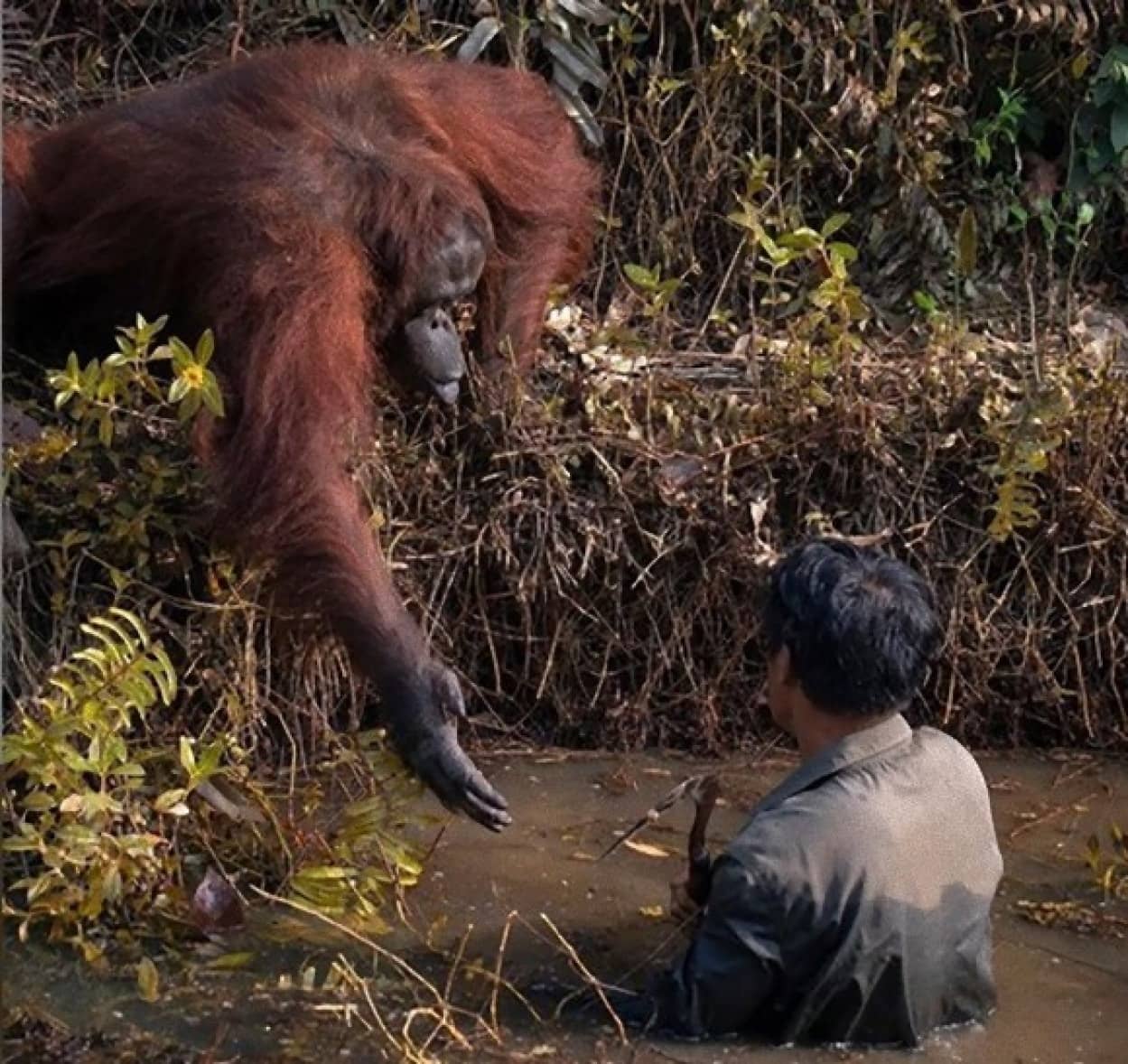 野生のオランウータン 川に入った男性に手を差し出し 救い出そうとする仕草 ボルネオ島 カラパイア