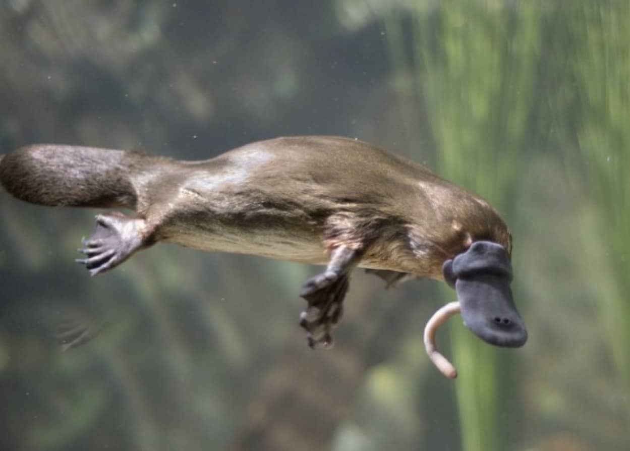 珍獣カモノハシに新たなる奇妙な特徴を発見 体が蛍光色に光ることが判明 米研究 カラパイア 珍獣カモノハシに新たなる奇妙な特徴を発見 体が蛍光色に光ることが判明 米研究 カラパイア