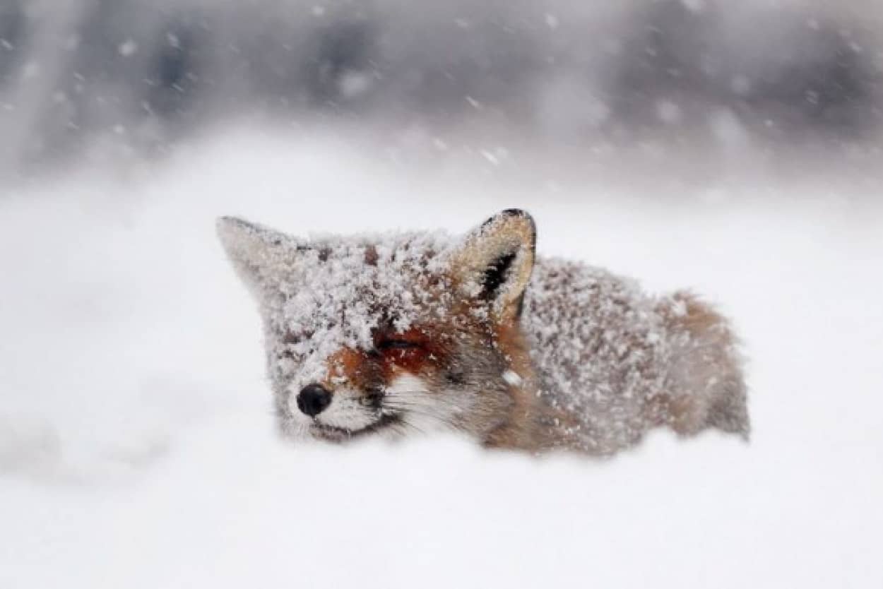 キツネに恋する5秒前 雪景色に溶け込んでかわいさシナジーなキツネたちの画像 カラパイア