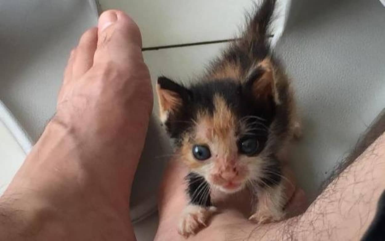 母猫に育児放棄された小さな子猫 我が子にしよう と決心したその瞬間に ギュっと人間の足を握りしめた カラパイア