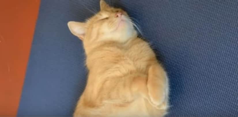 Nala2_e