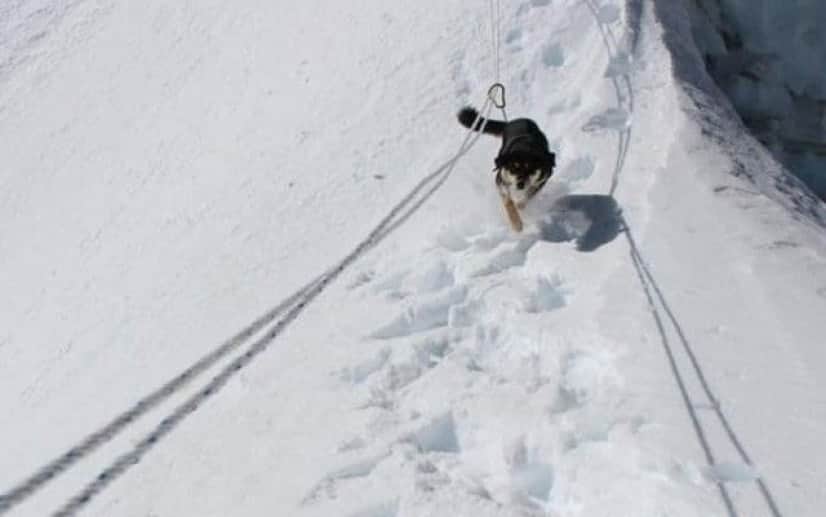 dog-3 (1)