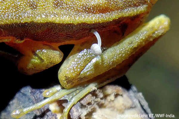生きているカエルからキノコが生えてくる初の事例に科学者困惑