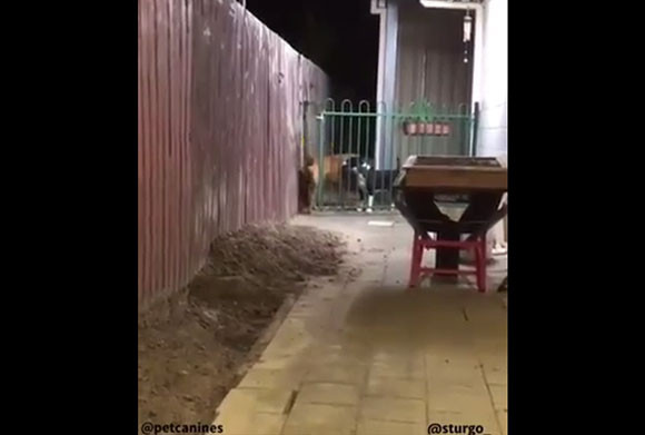 助けてくれ またお前か フェンスの向こうにいる犬が仲間の犬に助けを求めるのだが カラパイア