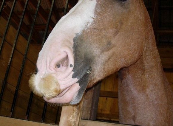 神話に出てきそうな神々しい馬 ジプシーバナー にある口ヒゲにズームイン カラパイア 神話に出てきそうな神々しい馬 ジプシーバナー にある口ヒゲにズームイン カラパイア