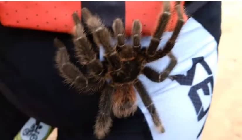 オンリーブラジルと信じたい サイクリング中にタランチュラが足に這い上がってきた件 蜘蛛出演中 カラパイア