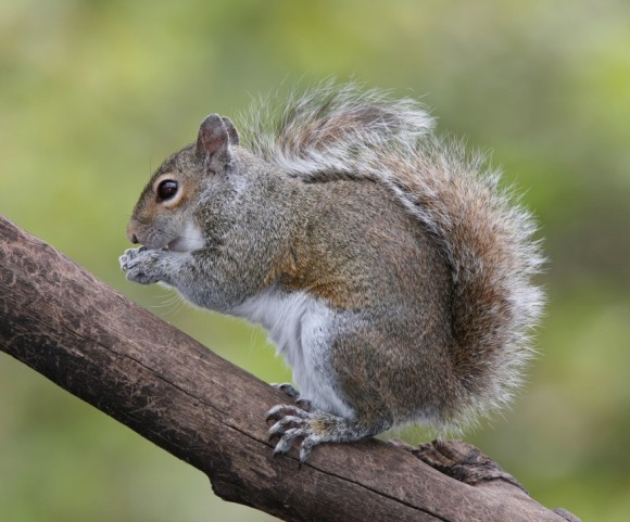 動物界における切れ者たち 賢い動物ランキング トップ10 カラパイア 動物界における切れ者たち 賢い動物ランキング トップ10 カラパイア
