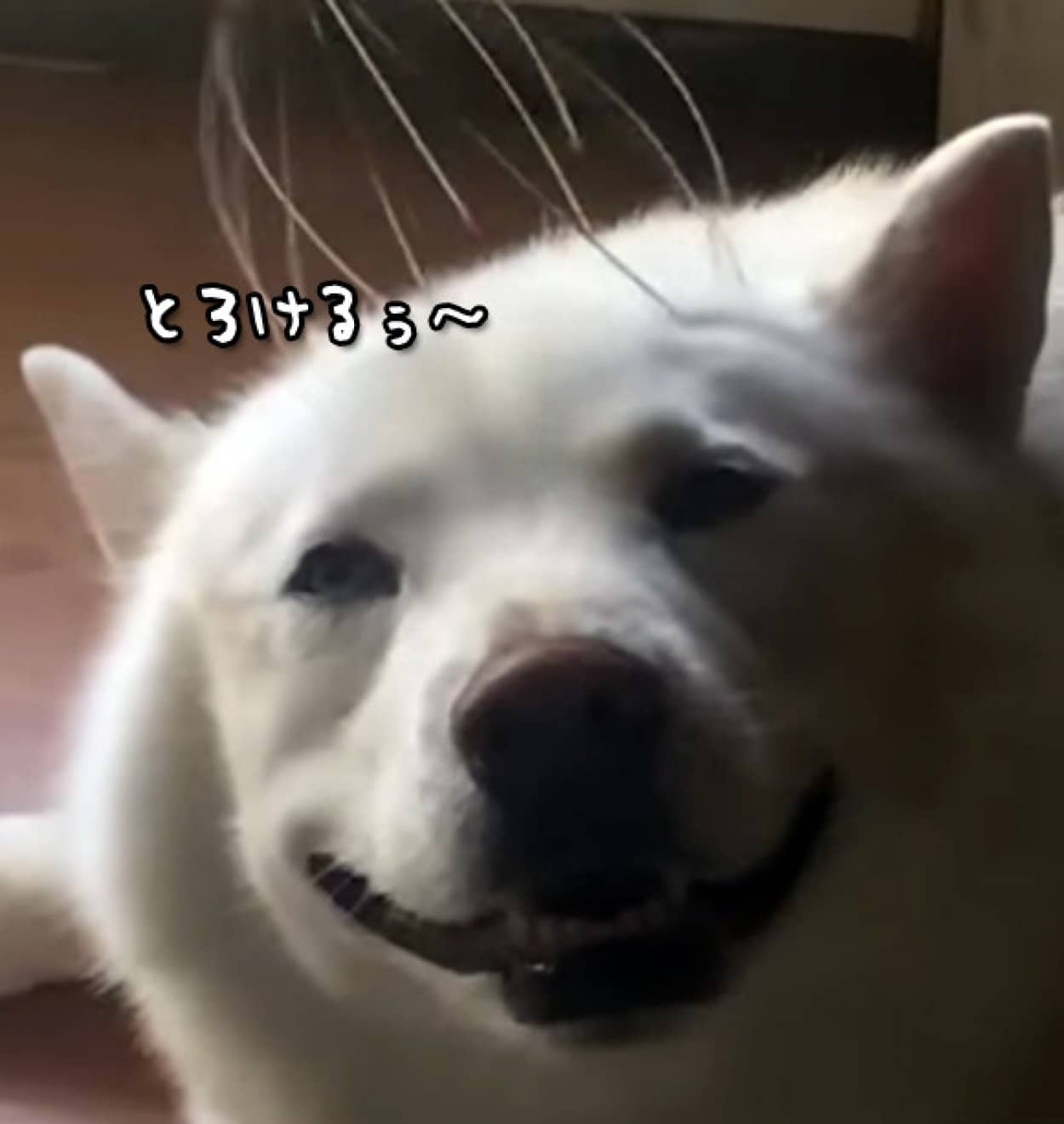 浄化タイム しばらくは犬のとろける表情をごらんください カラパイア