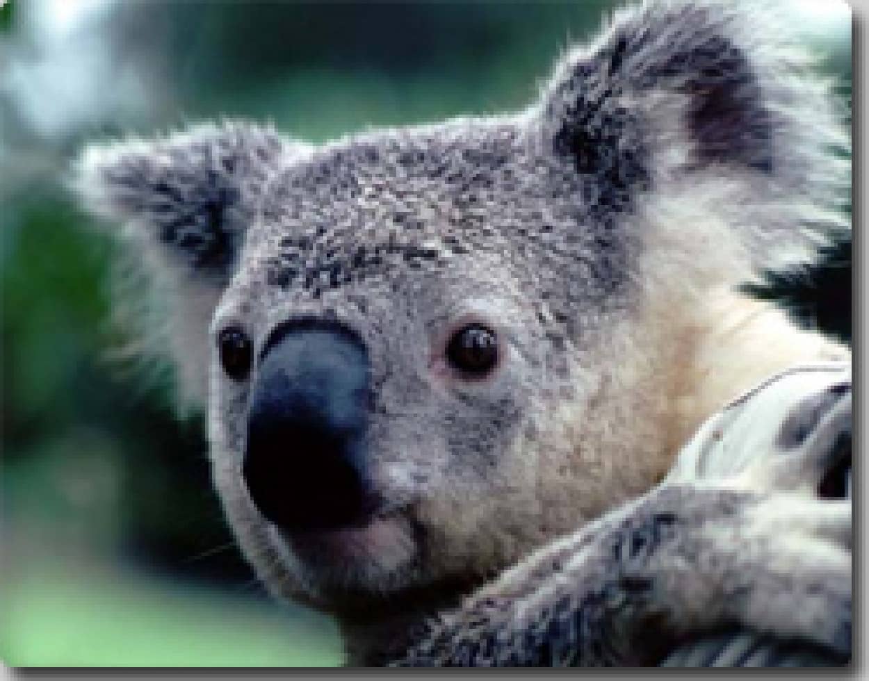 コアラの数が急減 30年で絶滅の恐れ オーストラリア カラパイア