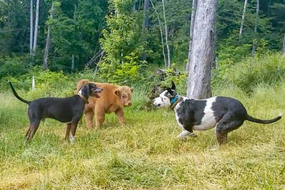 牛の犬化 育児放棄された群れにも見放された子牛を犬と一緒に育てたところ結構な犬っぷり アメリカ カラパイア