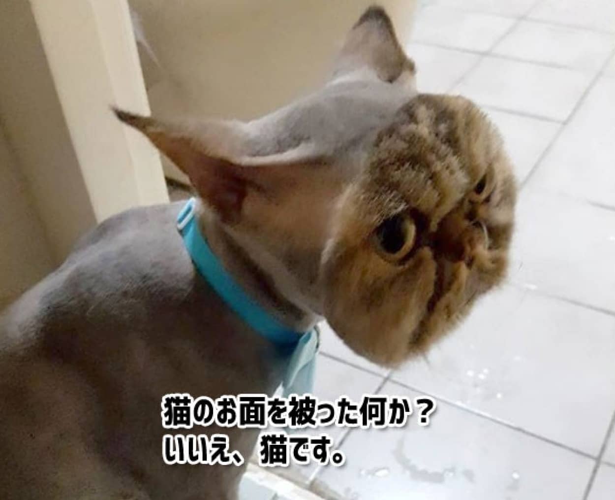 まるで猫のお面をかぶっているようだ ヘアカットで大惨事 猫が猫に化けている風情になっちまった カラパイア