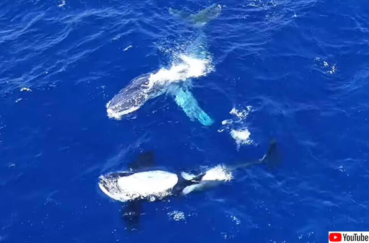 水中最強のシャチが獲物であるクジラを助ける 体に絡みついたロープをほどいて去っていく カラパイア